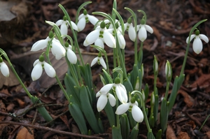 Giant Snowdrop